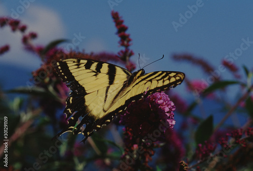 Eastern Black Swallowtail Butterfly (Papilio Polyxenes) photo