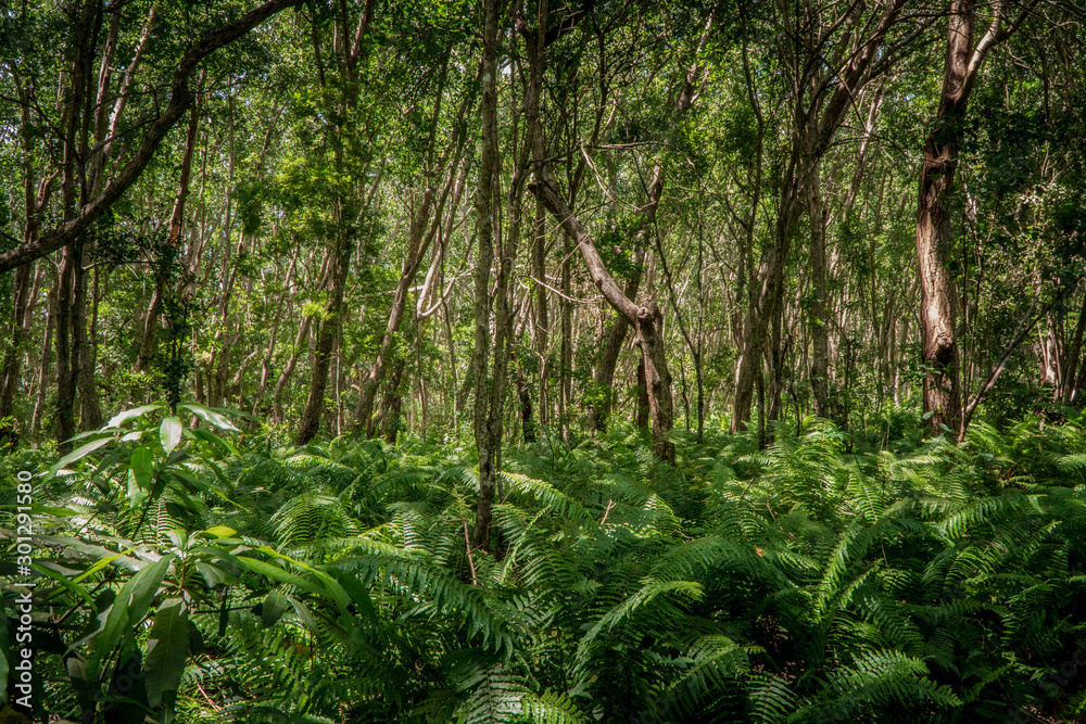 exotic forest background exotic forest background