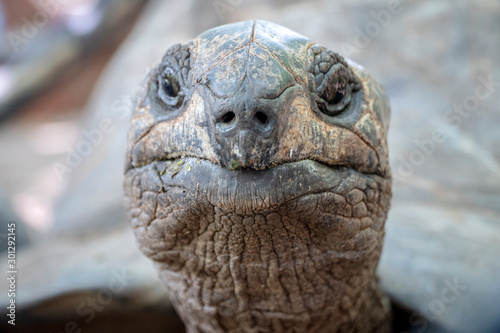 close-up of  100 years old tortoise © oz