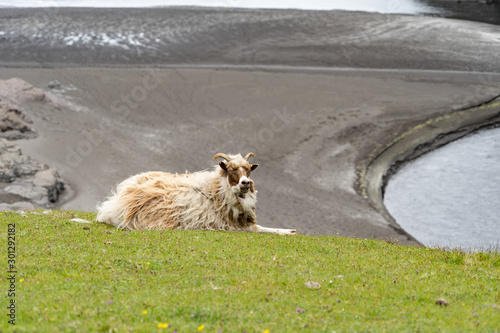 Schafe auf den Färöer inseln