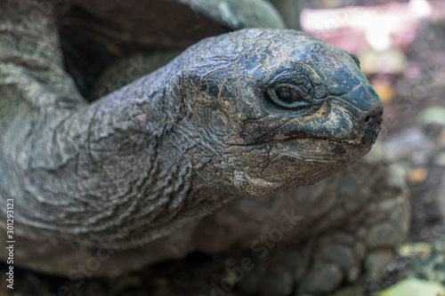 old tortoise closeup