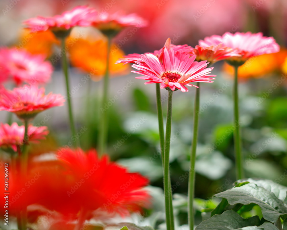 Obraz premium ガーデニング