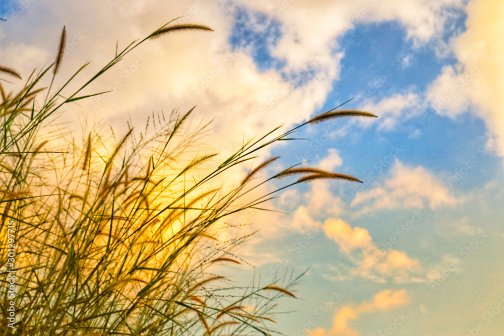 wheat and sky
