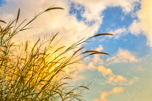 wheat and sky