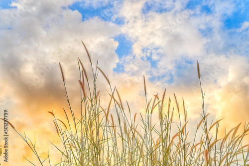 field of wheat
