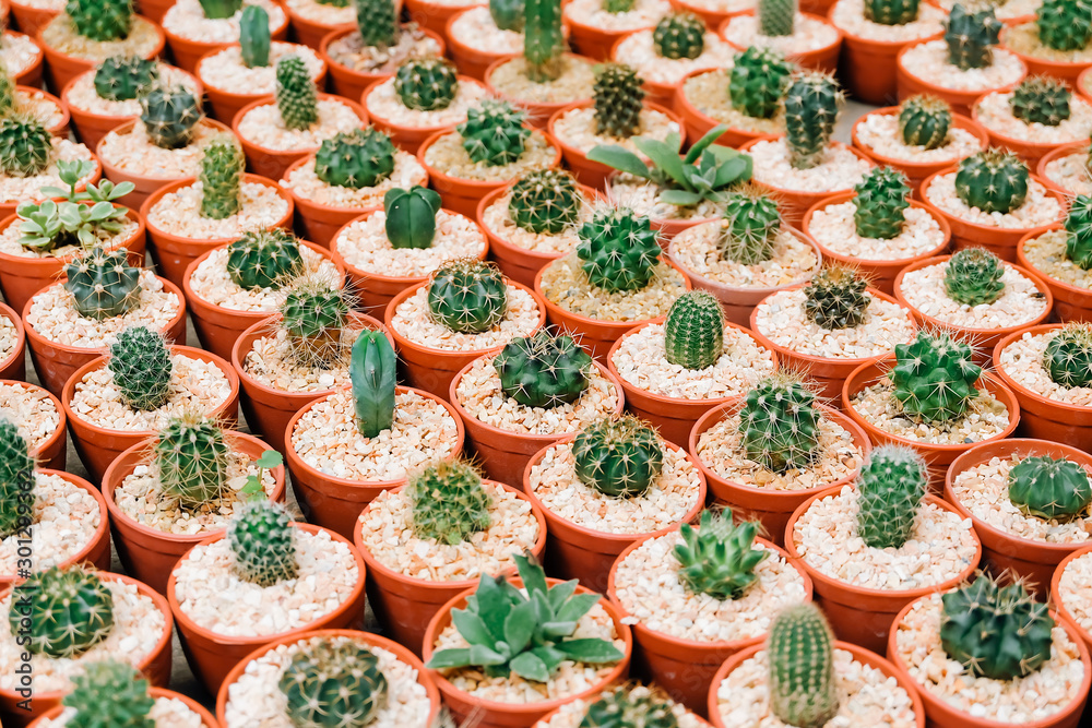 Fototapeta premium Mini varoius cactus pot for background