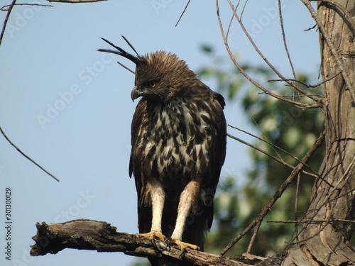 Crested Hawk Eagle  photo