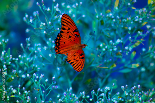 Butterfly ice © Danny Pruett Photos