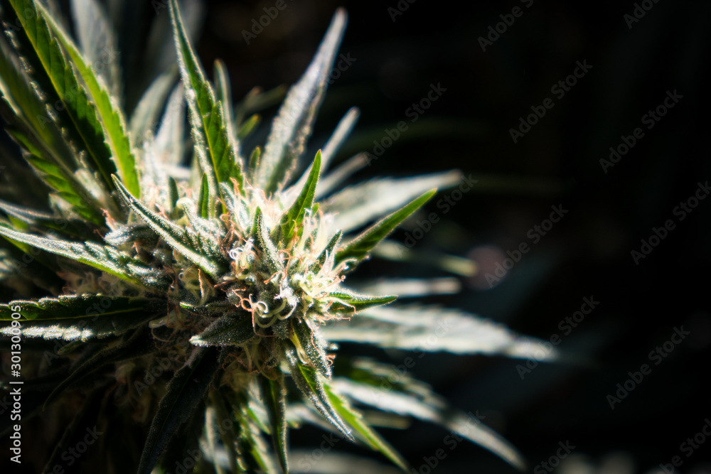 Marijuana Bud in Garden