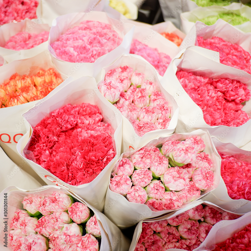 Beautiful fresh carnation flower blooming for background Beautiful fresh carnation flower blooming for background
