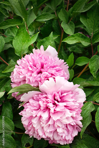 large fluffy pink peonies on a background of green foliage