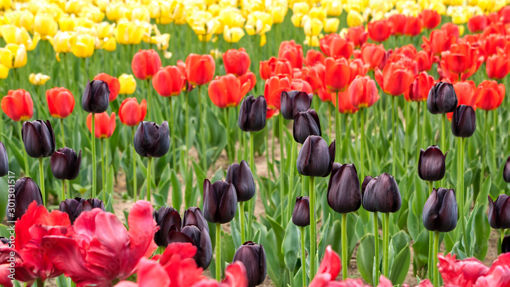 Fototapeta premium close-up of bright vivid yellow, red and rare black color tulips in flower bed. defocused red fluffy tulips on the foreground. flowers on bright green foliage background. floral background