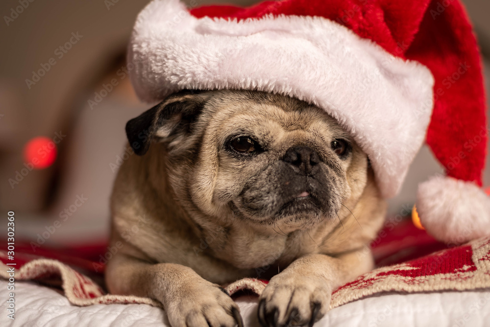 Portrait of a dog wearing a Christmas hat.