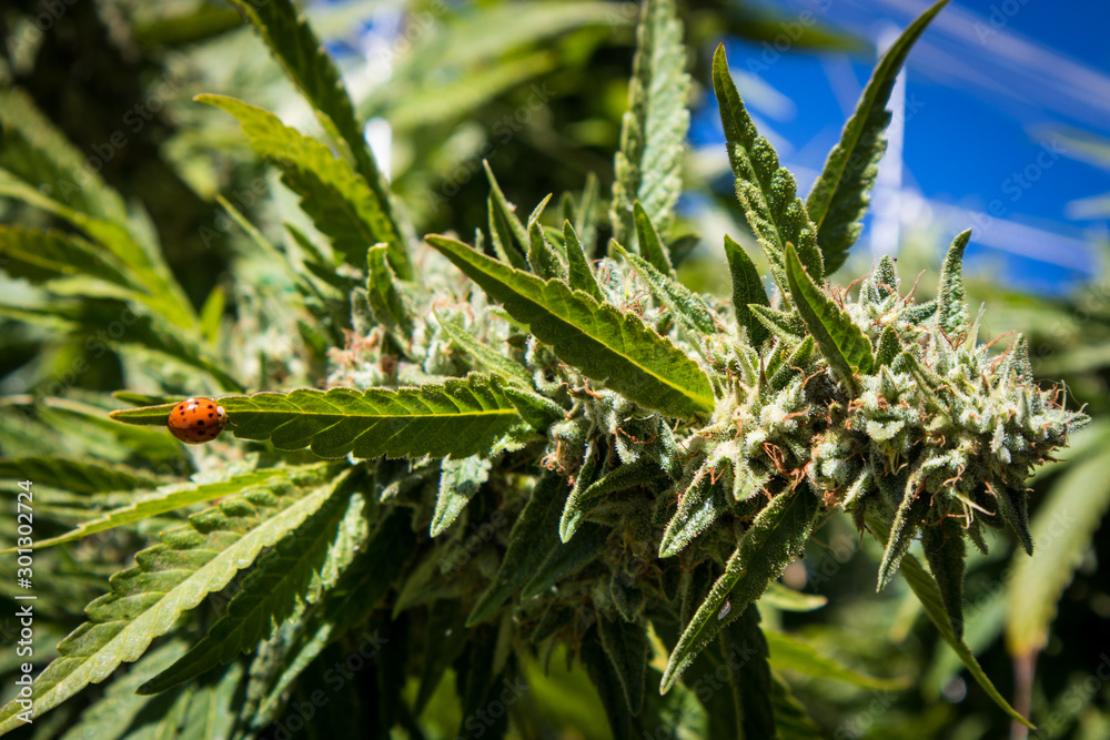 Lady Bug on Marijuana Plant Lady Bug on Marijuana Plant