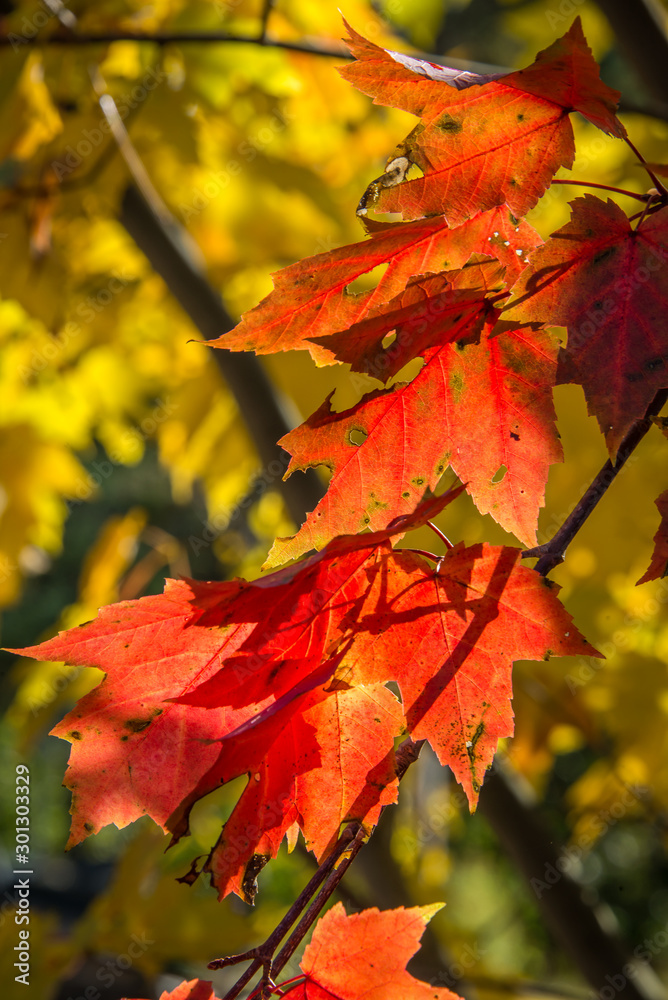 Canadian Autumn Canadian Autumn