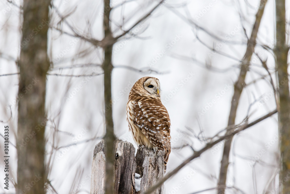 Barred owl in deep mid winter in a snowy landscape, Quebec, Canada. Barred owl in deep mid winter in a snowy landscape, Quebec, Canada.