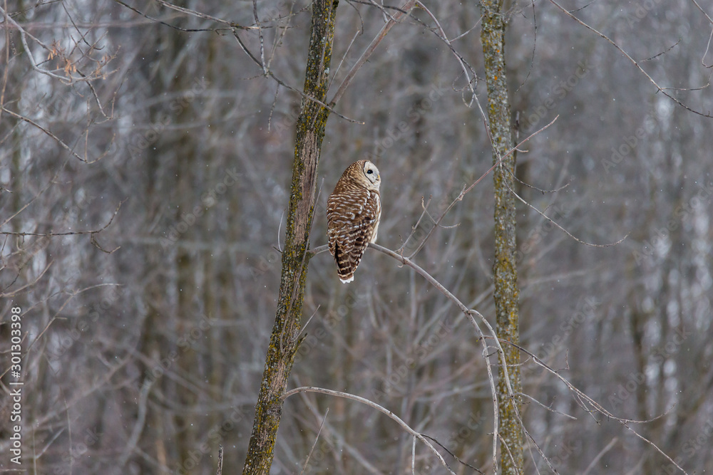 Barred owl in deep mid winter in a snowy landscape, Quebec, Canada. Barred owl in deep mid winter in a snowy landscape, Quebec, Canada.