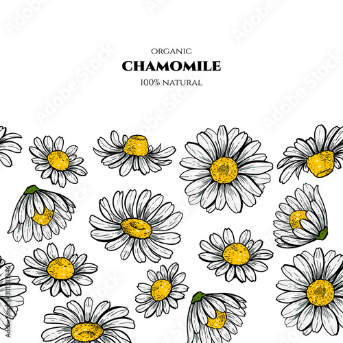 Camomile flowers. Vector seamless pattern. Vintage style