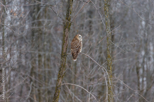 Barred owl in deep mid winter in a snowy landscape, Quebec, Canada.