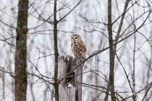 Wallpaper Mural Barred owl in deep mid winter in a snowy landscape, Quebec, Canada. Torontodigital.ca