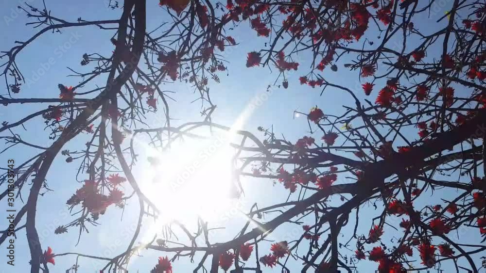 Moving under a tree as sun peaks through leaves Moving under a tree as sun peaks through leaves