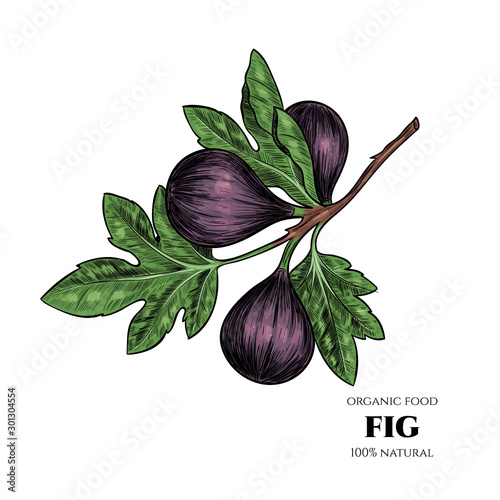 Vector background with figs. Hand drawn. Vintage style photo