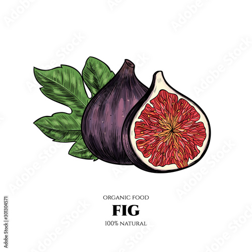 Vector background with figs. Hand drawn. Vintage style