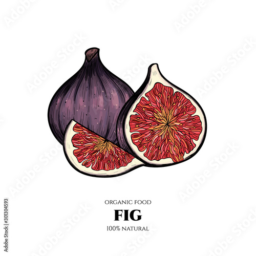 Vector background with figs. Hand drawn. Vintage style