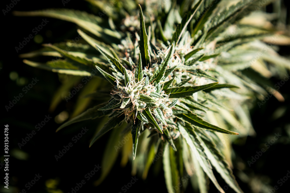 Marijuana Flower Overhead Marijuana Flower Overhead