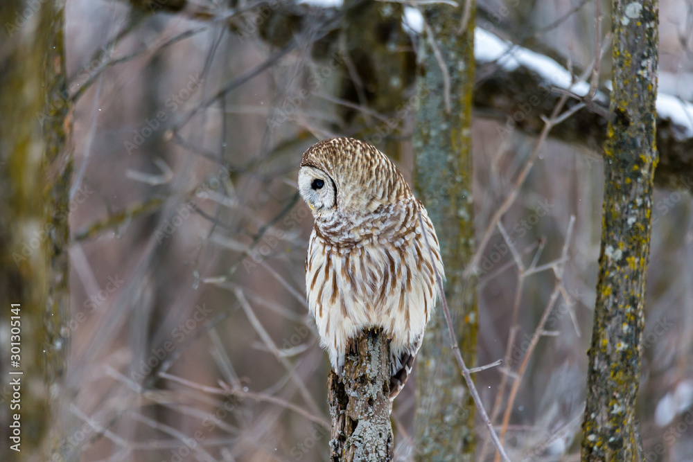 Obraz premium Barred owl in deep mid winter in a snowy landscape, Quebec, Canada.