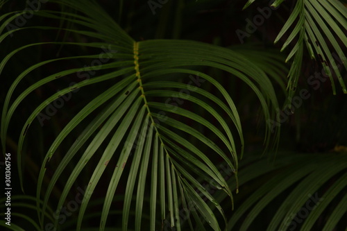 closeup shot of wet palm leaves / leafs after the rain on the evening © balamurugan