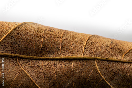 Close up of dry mango leaf with detailed leaf texture