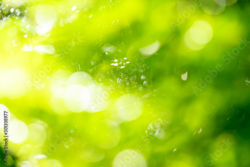 natural green bokeh abstract background,blurred textured © sirawut