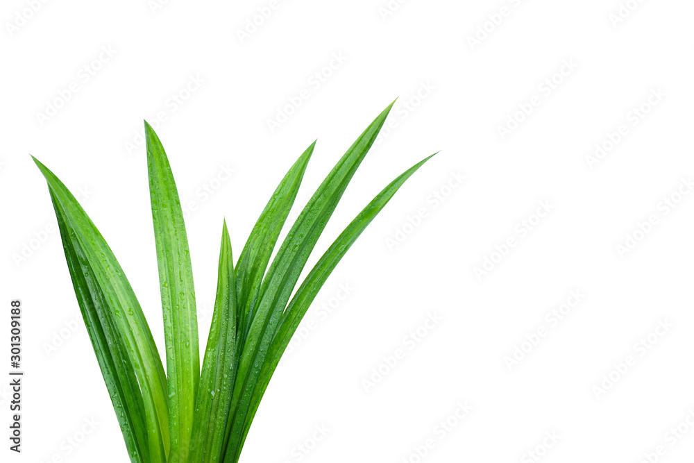 Fresh green pandan leaves with water droplets isolated on white background with clipping paths.