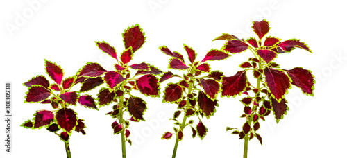 Cuadro en lienzo colorful leaves pattern,leaf coleus or painted nettle isolated on white backgrou