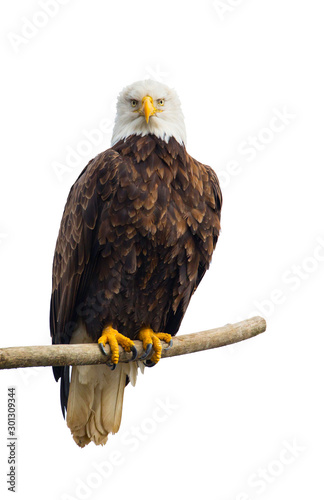 Wild Bald Eagle (Haliaeetus leucocephalus) perched on a dead tree brach, looking at the camera, isolated on a white background.