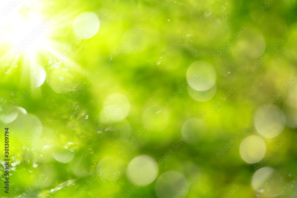 Obraz premium natural green bokeh abstract background,blurred textured