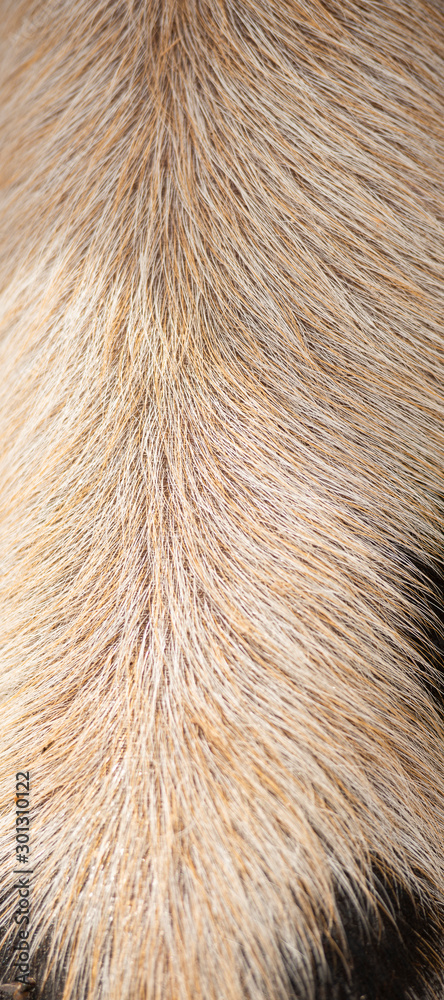 Fototapeta premium Closeup of piglets hair