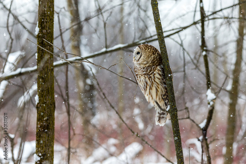 Barred owl in the middle of winter alert looking for rodents, Quebec, Canada.