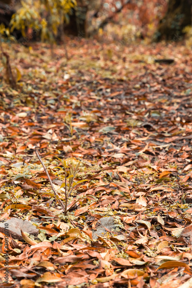 Beautiful autumn landscape with yellow trees. Colorful foliage in the park. Falling leaves natural background Beautiful autumn landscape with yellow trees. Colorful foliage in the park. Falling leaves natural background