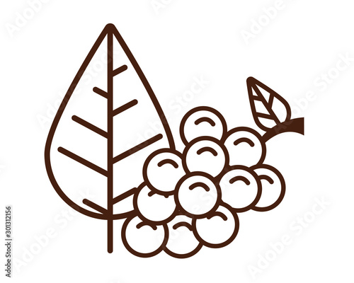 sweet grapes fruits and leafs nature icon