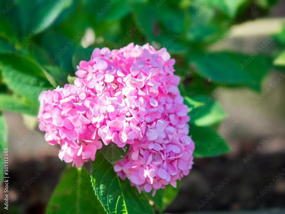 Pink hydrangea flowers (Hydrangea macrophylla) 001 Pink hydrangea flowers (Hydrangea macrophylla) 001