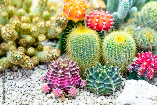 closeup various cactus plants in garden