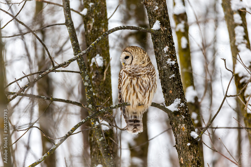 Barred owl in the middle of winter alert looking for rodents, Quebec, Canada. Barred owl in the middle of winter alert looking for rodents, Quebec, Canada.