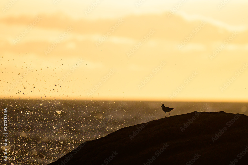 夕焼けと鳥