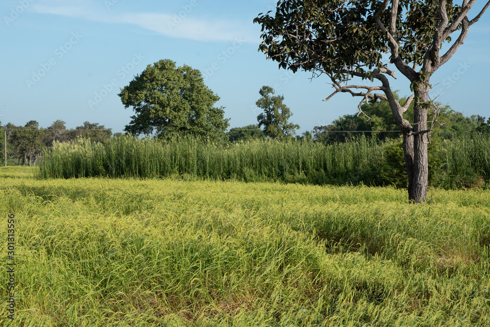Fototapeta premium Rice Field In Si Sa Ket Province, Thailand