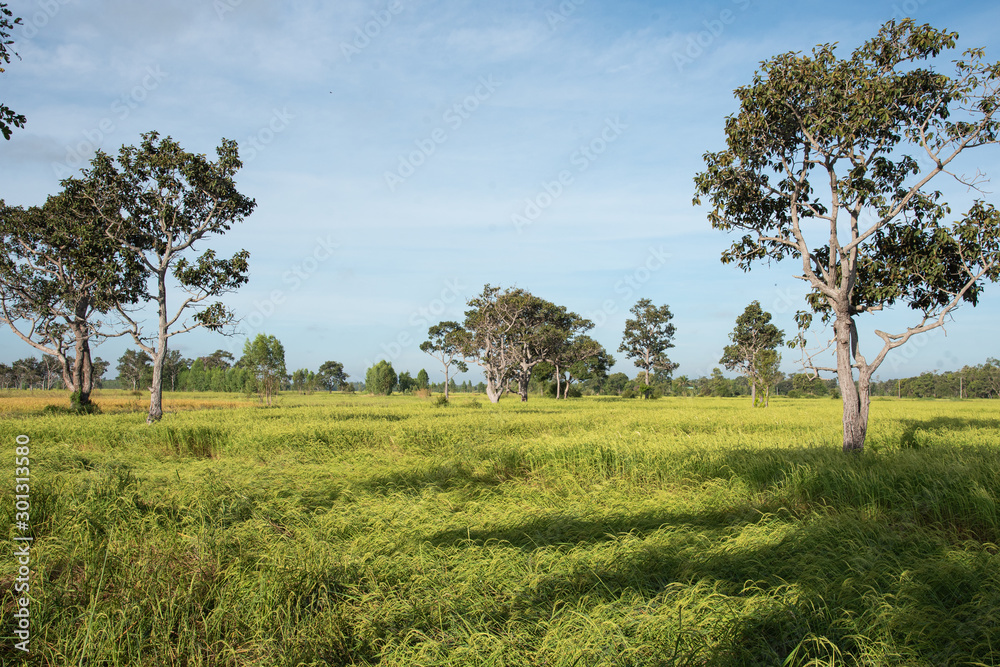 Fototapeta premium Rice Field In Si Sa Ket Province, Thailand