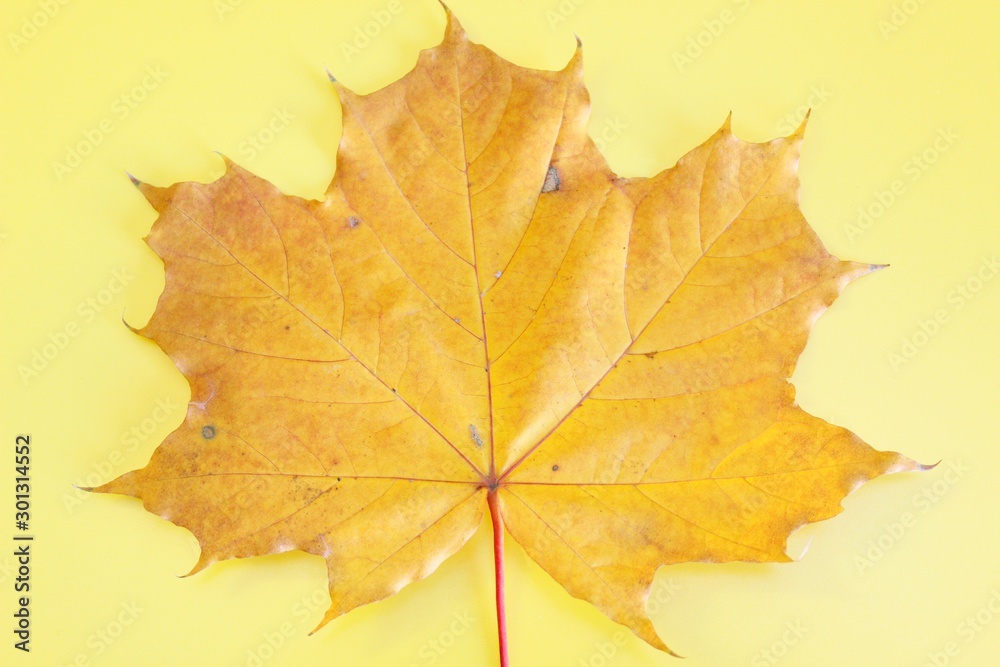 Yellow maple autumn leaf located on a yellow background Yellow maple autumn leaf located on a yellow background
