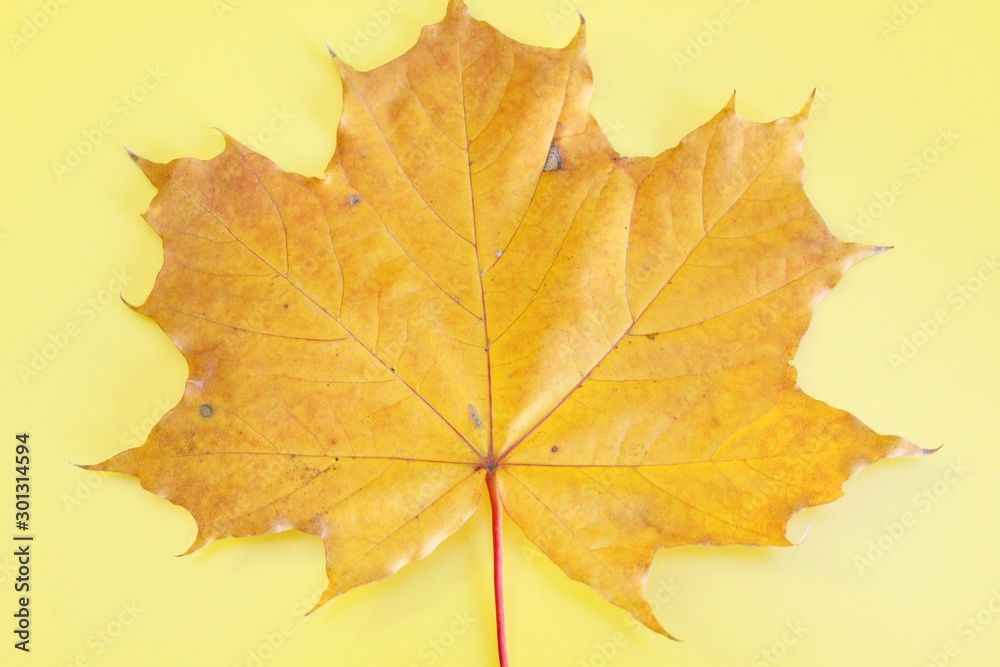 Yellow maple autumn leaf located on a yellow background Yellow maple autumn leaf located on a yellow background