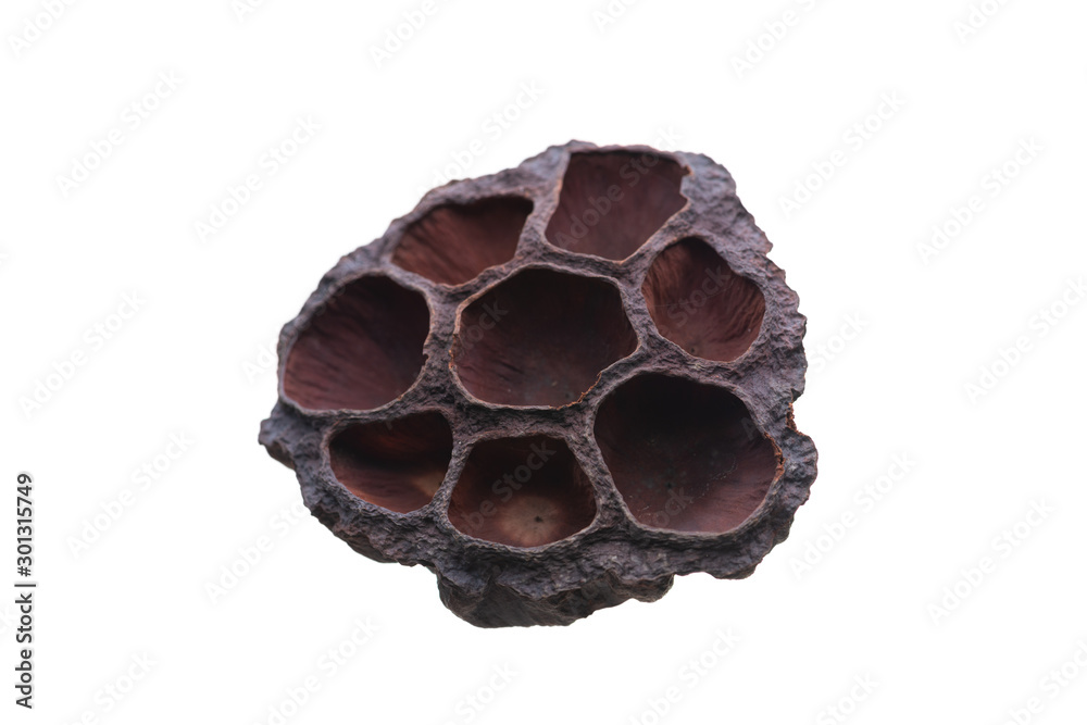 Dried Lotus Seed Pods Isolated On White Dried Lotus Seed Pods Isolated On White